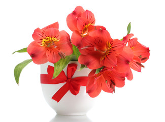 alstroemeria red flowers in vase isolated on white