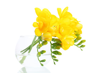 Beautiful yellow freesias in vase isolated on white