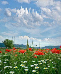 Springtime: field of daisy flowers and red poppy - 41927994