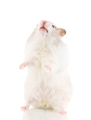 Cute hamster standing isolated white