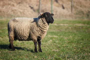 Fototapeta premium Suffolk black-faced sheep (Ovis aries) grazing on a meadow