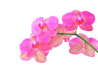 Fototapeta na wymiar Różowy kwiat orchidei, na białym tle