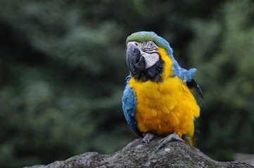 ルリコンゴウインコ