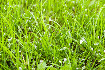 Fototapeta premium Petals are white in a green grass