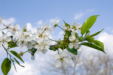 Flowering cherry