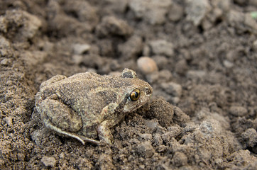 Toad on soil