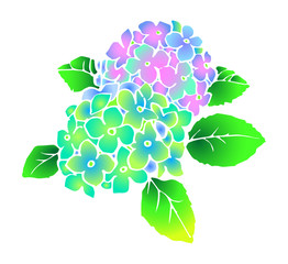 紫陽花(白バック)