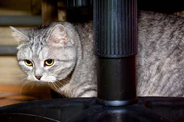 Crey tabby cat