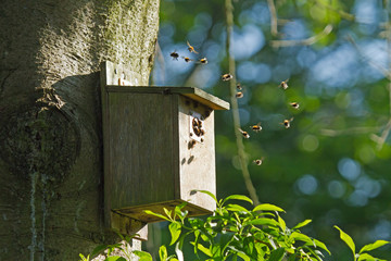 Bumblebees in Bird Nest Box