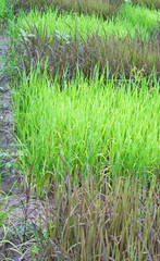 checked design of paddy field : purple and thai jasmine rice