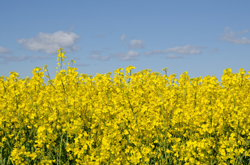 Rape seed and sky