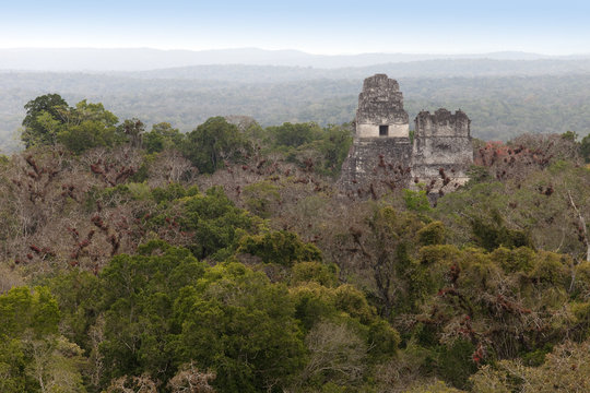 ancient mayan ruins in jungle Tikal