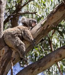 Obraz premium koala is sleeping on the tree