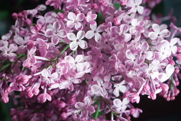 Lilac flowers background.