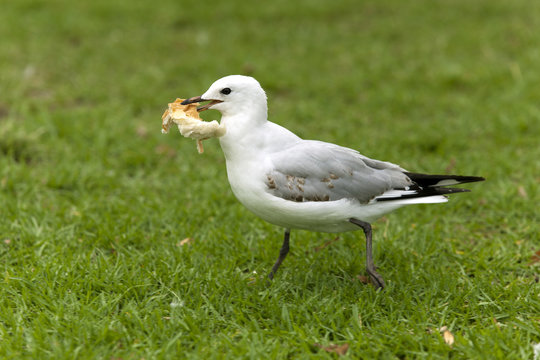 gull stole a piece of bread