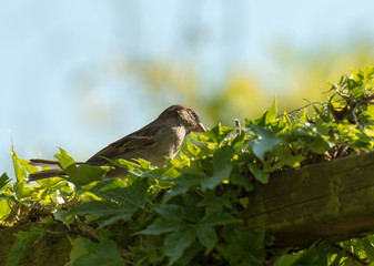 Sparrow in sunlight in spring