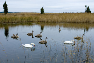 Swans in the lake.