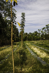 Obraz premium The rubber trees forest.