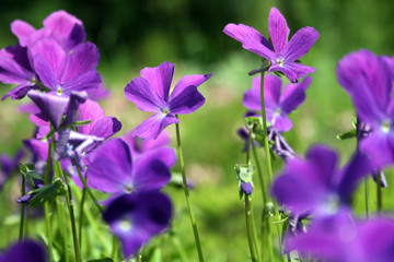 Heath Violet