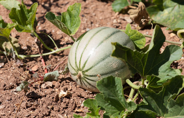 plantation de melons