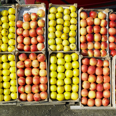 apples