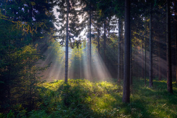 Rays of light in a dark forest