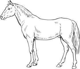Obraz na płótnie Canvas White horse on white