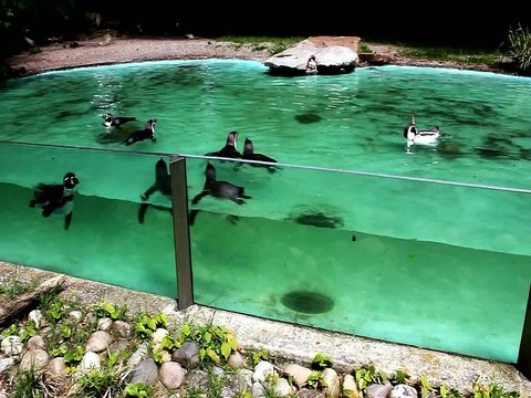 Pinguine im Pool