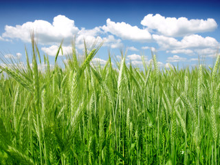 Obraz premium green wheat field