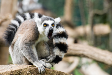 Adult specimen of Lemur inside Rome's Biopark