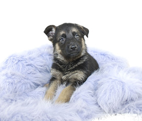 German Shepherd Puppy
