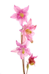 pink columbine flowers