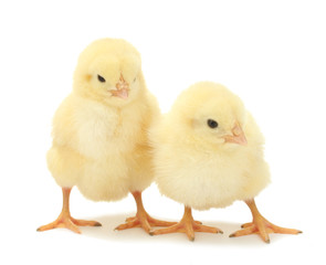 two yellow little chickens isolated on the white