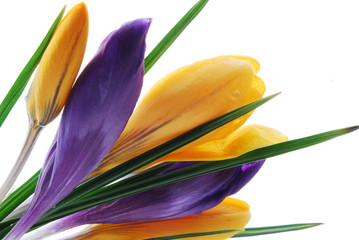 yellow and purple color of crocus flowers