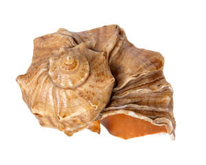 Sea shell