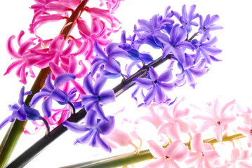 hyacinth flowers with different color