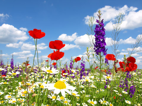 Fototapeta red poppy and wild flowers
