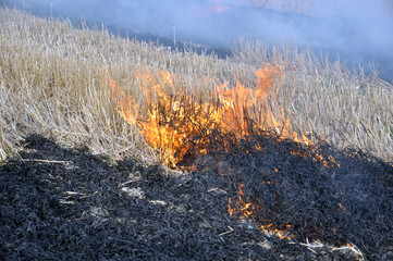 Пожар на убранном поле. Горит стерня – нижняя часть стеблей