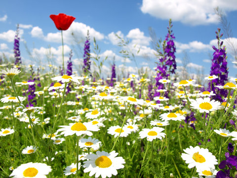 Fototapeta red poppy and wild flowers