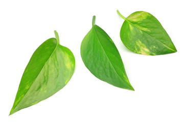 pothos