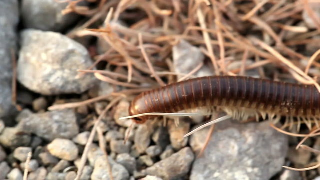 Macroshooting of a centipede on the earth in movement