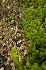 Green leaves and dried leaves