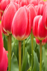 Red Tulip Field