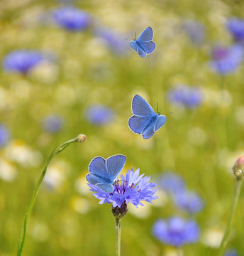 Kornblume mit Bl&auml;ulingen