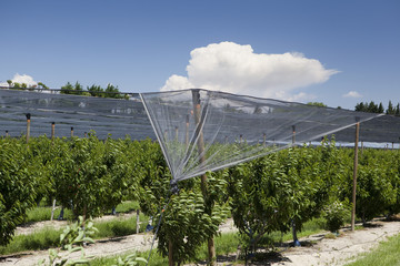 Filets anti-gr&ecirc;le