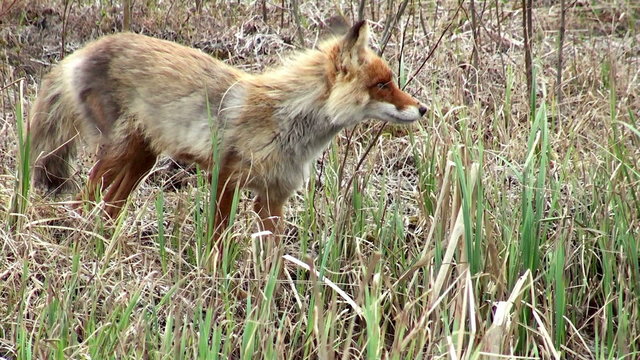 Wild red fox on the watering