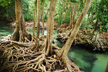 Khlong Song Nam clear tropical stream, Krabi, Thailand