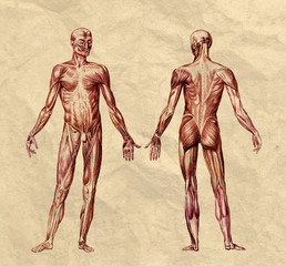 Human muscular system old print