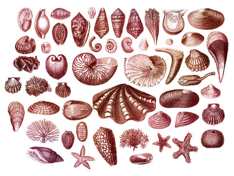 Exotic sea shells collection