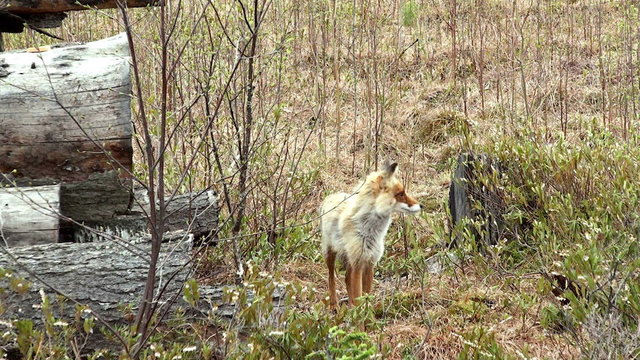 Wild red fox with a piece of sausage